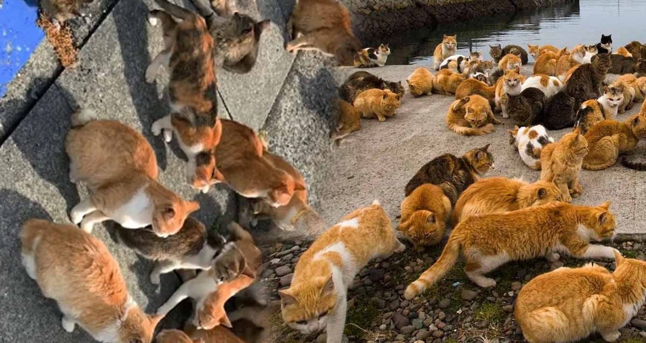 bu adada insanlar degil kediler hukum suruyor nufuslari 4 kat fazla adlarina yapilmis tapinaklari bile var feQXqcF1