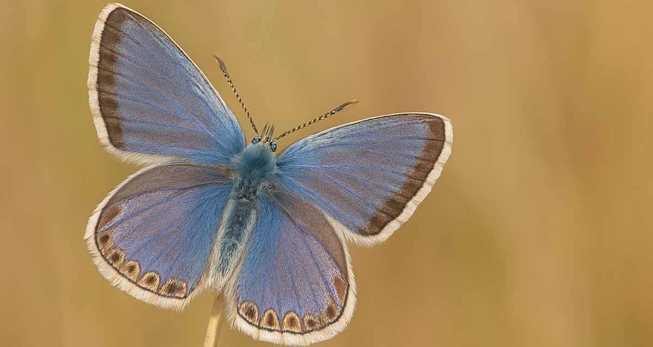 bu kucuk kelebek buyuk bir genetik sirri sakliyor xrKhYe9A