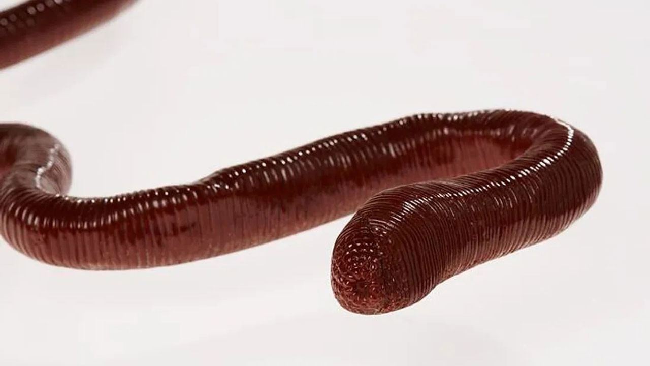 dunyanin en uzun solucani sesi de garip kendisi de hJTPjlxc