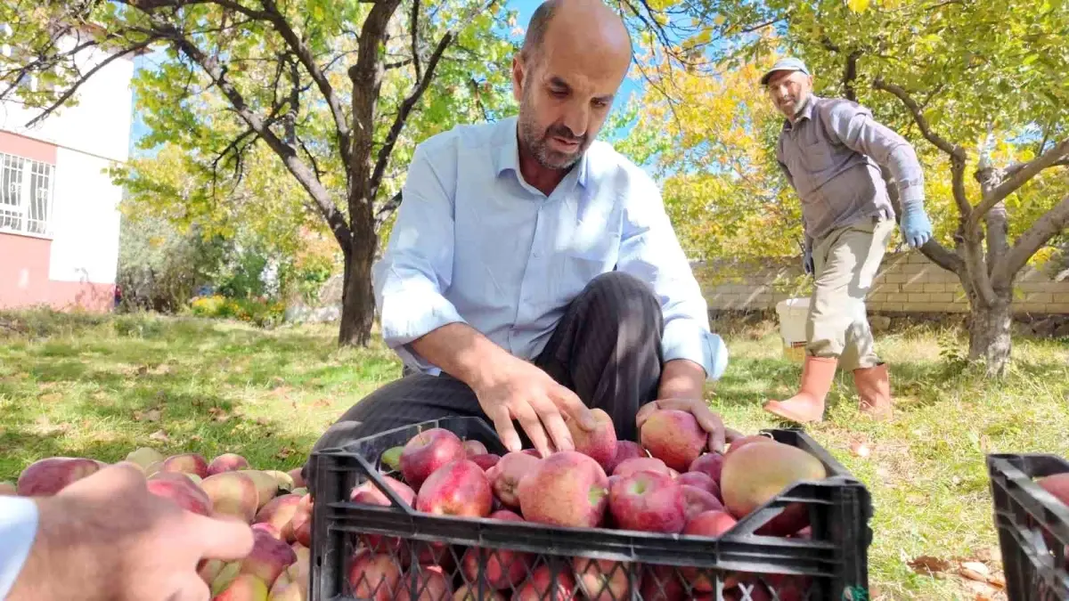 erciste kislik elma hasadi basladi hypvuzcd.jpg