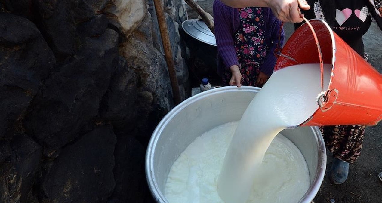 inek sutu uretimi agustosta azaldi 2GiXTMza.jpg