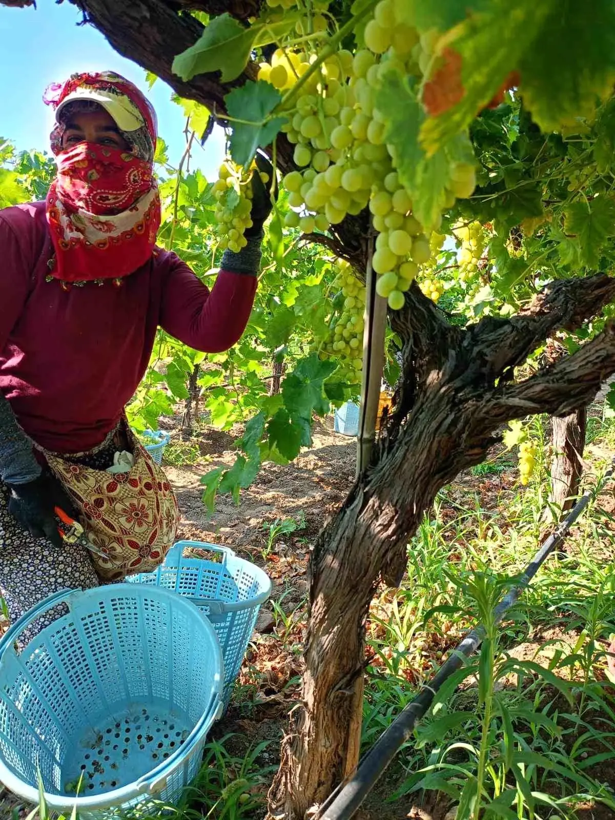 sarigolde uzum hasadi yogun devam ediyor DrXT2BQd