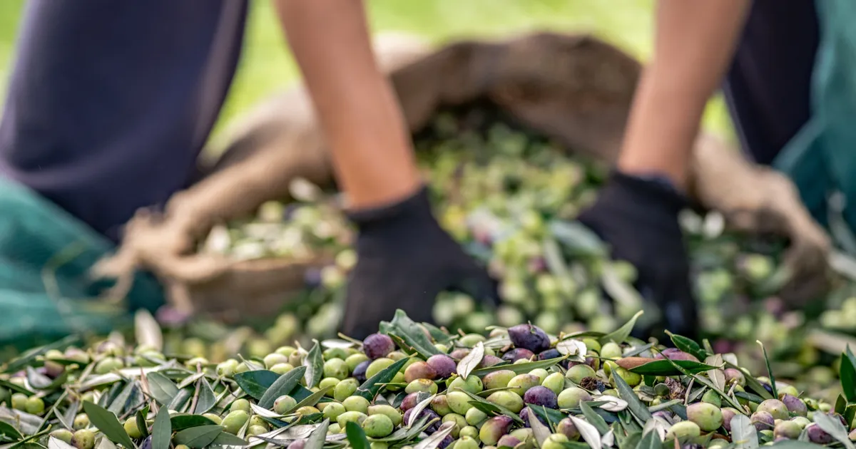 sofralik zeytin ihracatinda 255 milyon dolarlik tarihi rekor jnKpCbBF