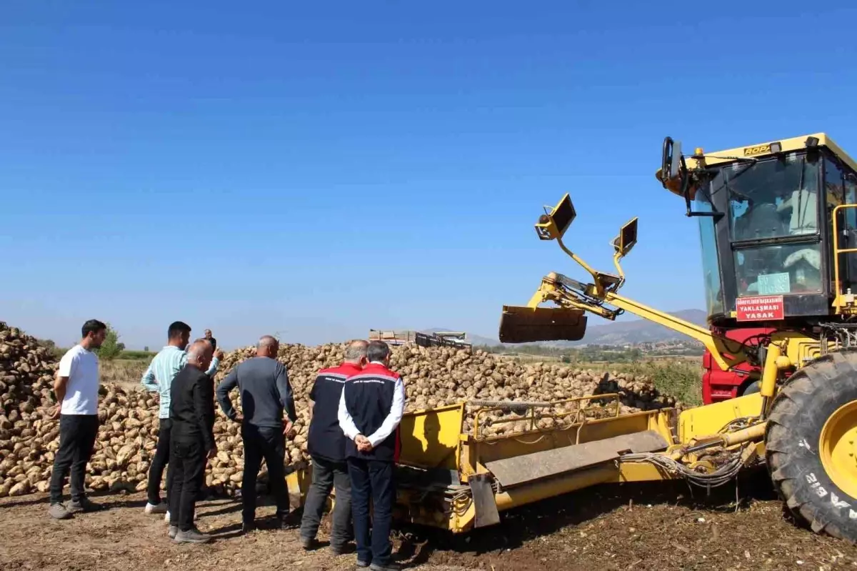 tokat pazarda seker pancari hasadi beklentisi yuksek xWjaGUDG