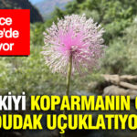 Sadece turkiyede yetisiyor bu bitkiyi koparmanin cezasi dudak ucuklatti rPZZLFLL