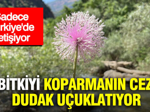 Sadece turkiyede yetisiyor bu bitkiyi koparmanin cezasi dudak ucuklatti rPZZLFLL
