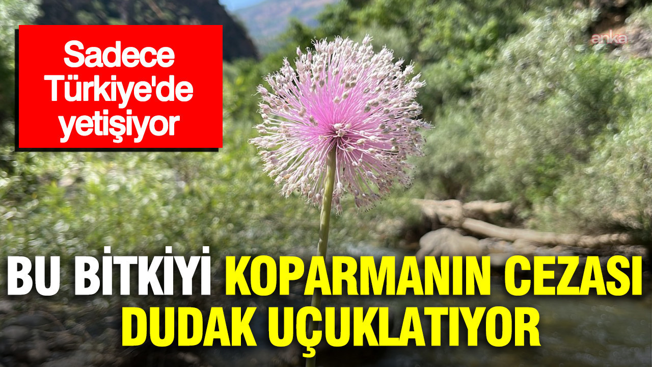 Sadece turkiyede yetisiyor bu bitkiyi koparmanin cezasi dudak ucuklatti rPZZLFLL